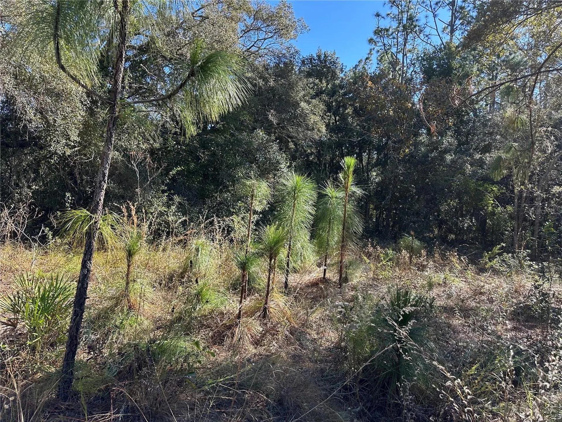 7991 N Tiny Lily Drive Citrus Springs FL 34434