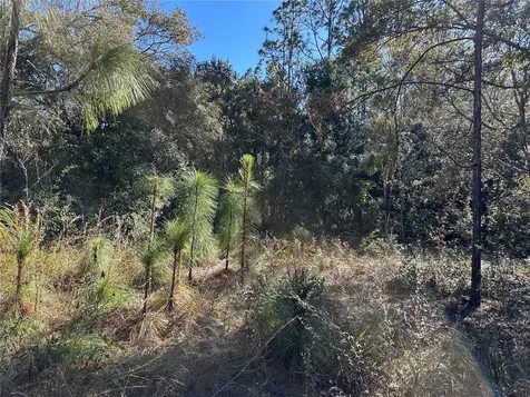7991 N Tiny Lily Drive Citrus Springs FL 34434