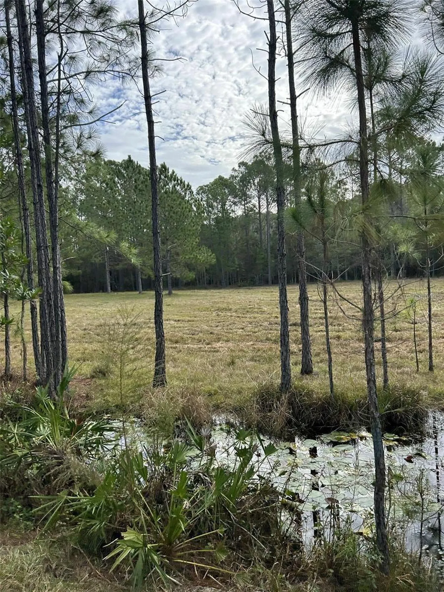 Berry Groves Road Drive Clermont FL 34714