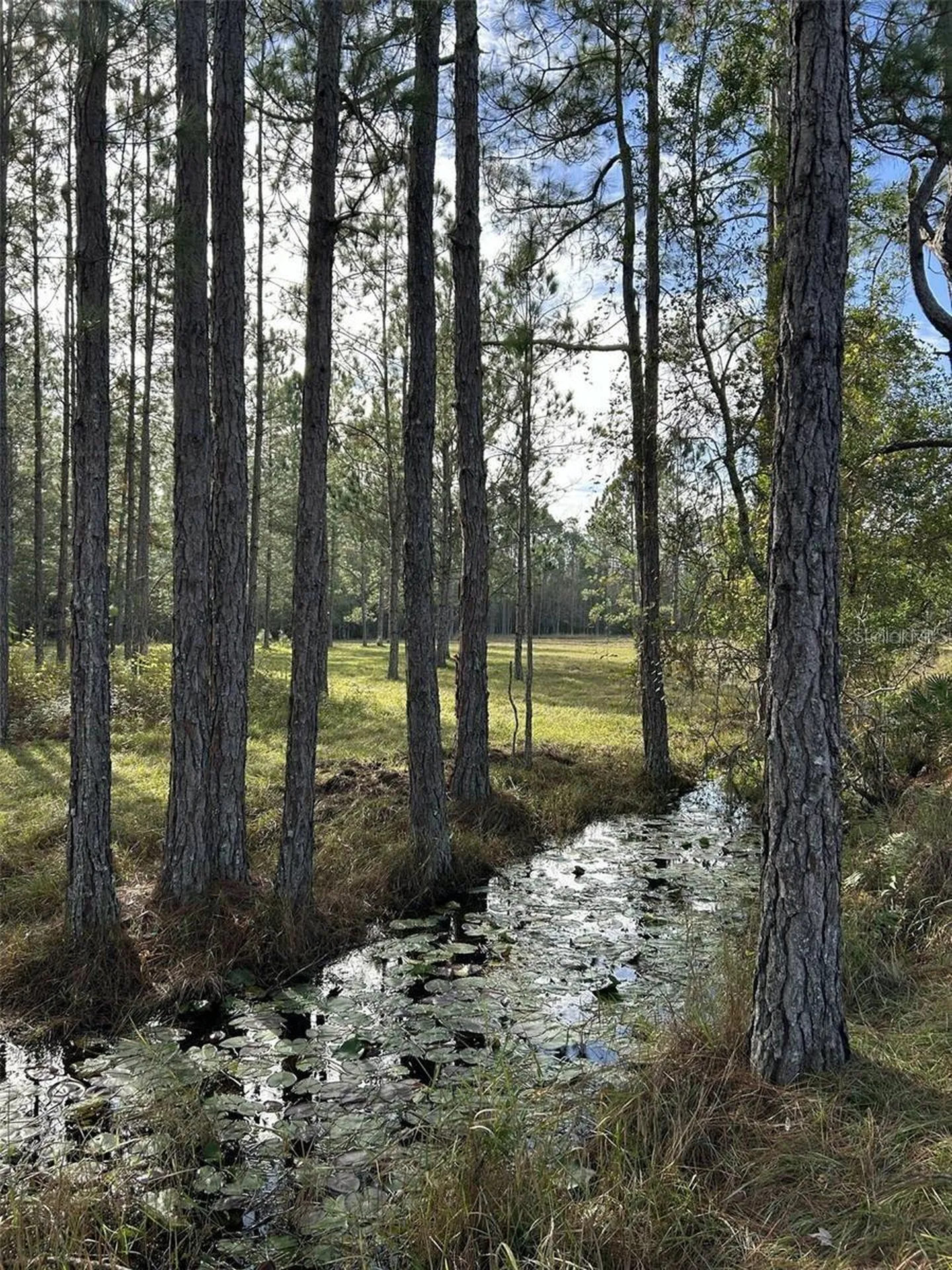 Berry Groves Road Drive Clermont FL 34714