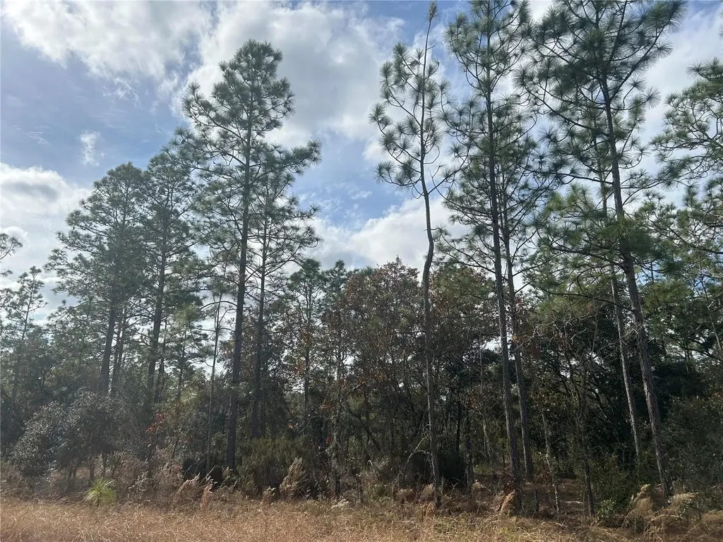 Tbd NE 149th Court Williston FL 32696
