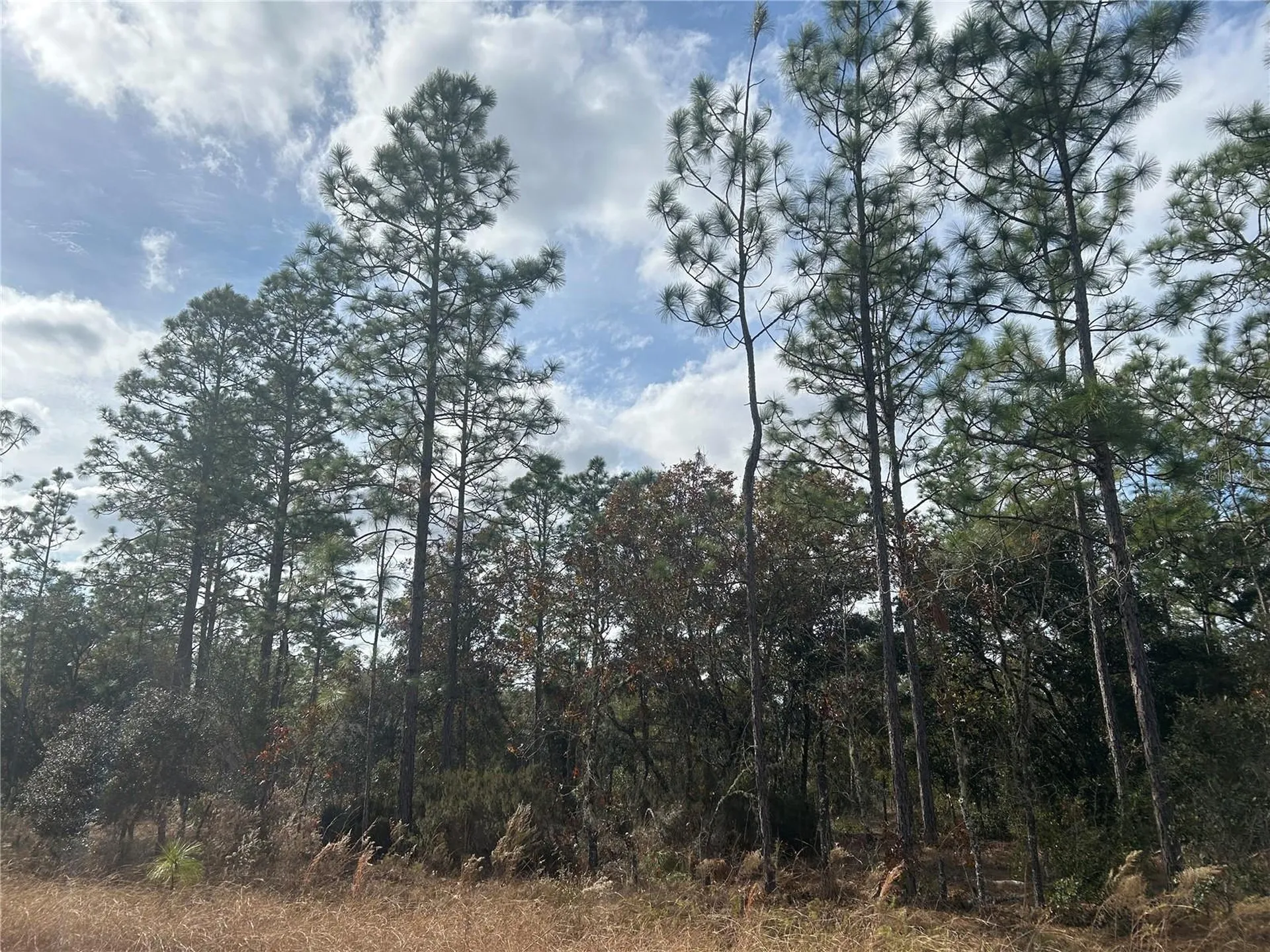 Tbd NE 149th Court Williston FL 32696