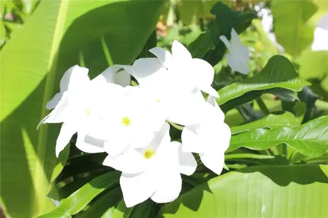 316 El Maroc Vieques PR 00765