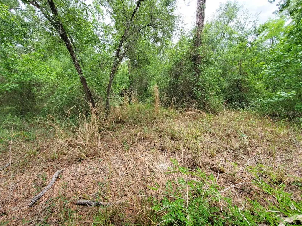 Ringwalt Drive Dade City FL 33523