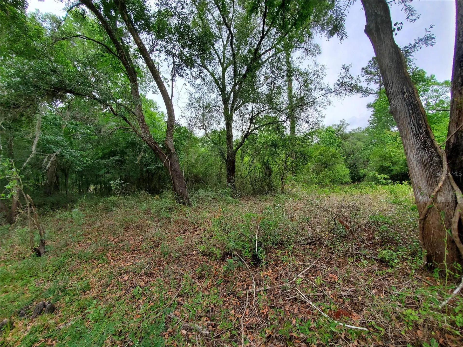 Ringwalt Drive Dade City FL 33523