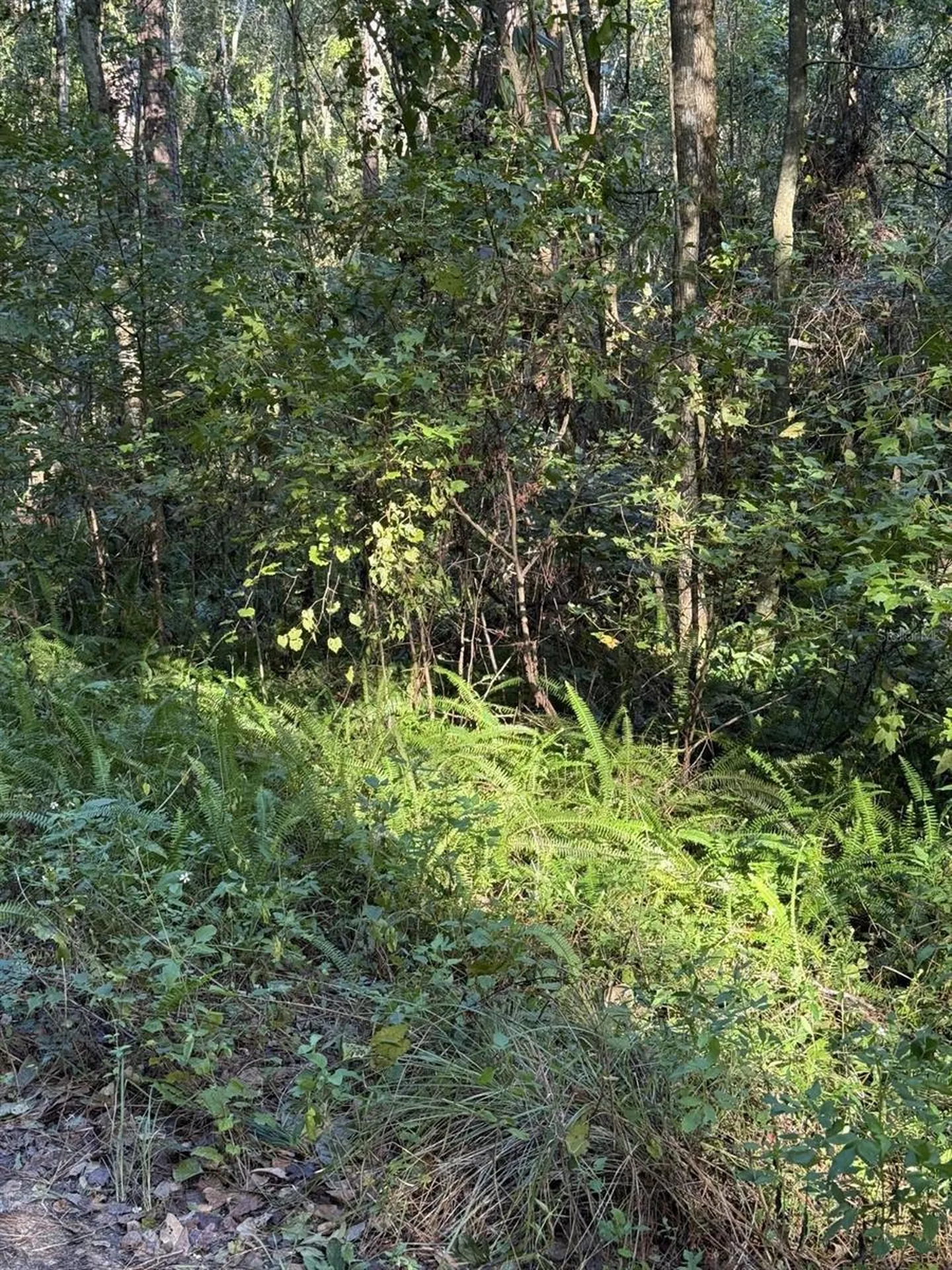 Tbd SW 18th Place Ocala FL 34481