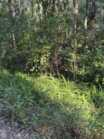 Tbd SW 18th Place Ocala FL 34481