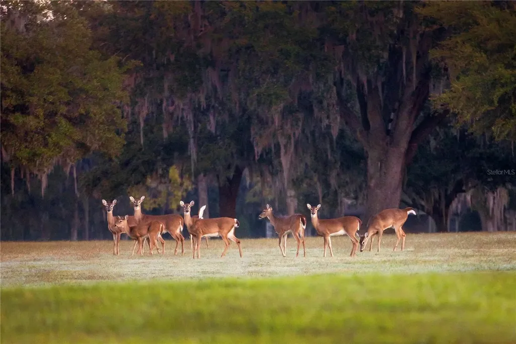 6800 & 6500 NW 193rd Street Micanopy FL 32667