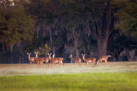 6800 & 6500 NW 193rd Street Micanopy FL 32667