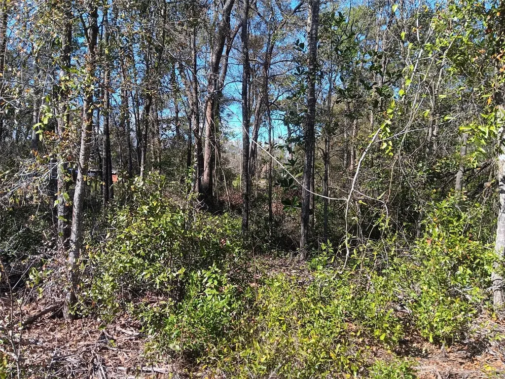 155 Palm Drive Bronson FL 32621