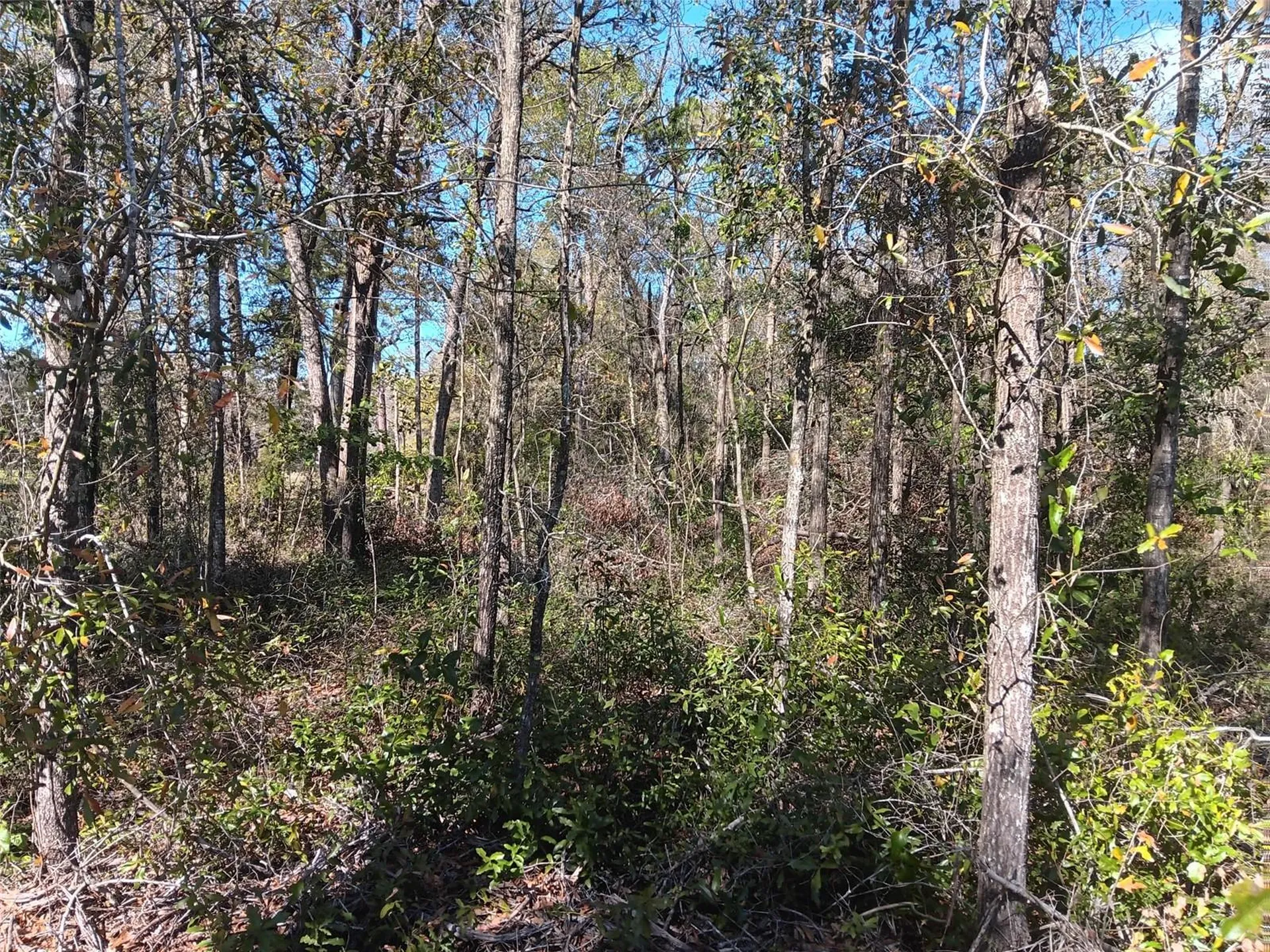 155 Palm Drive Bronson FL 32621