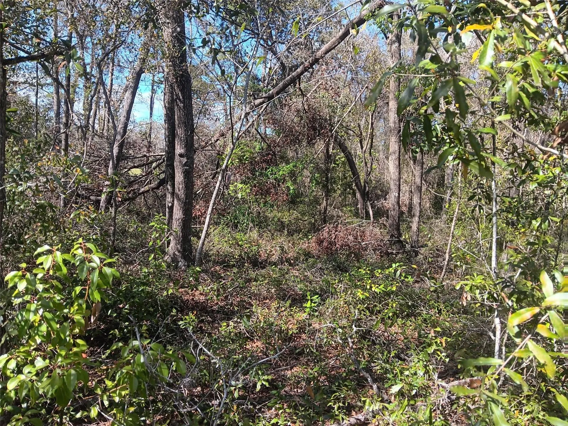 155 Palm Drive Bronson FL 32621