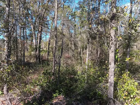 155 Palm Drive Bronson FL 32621