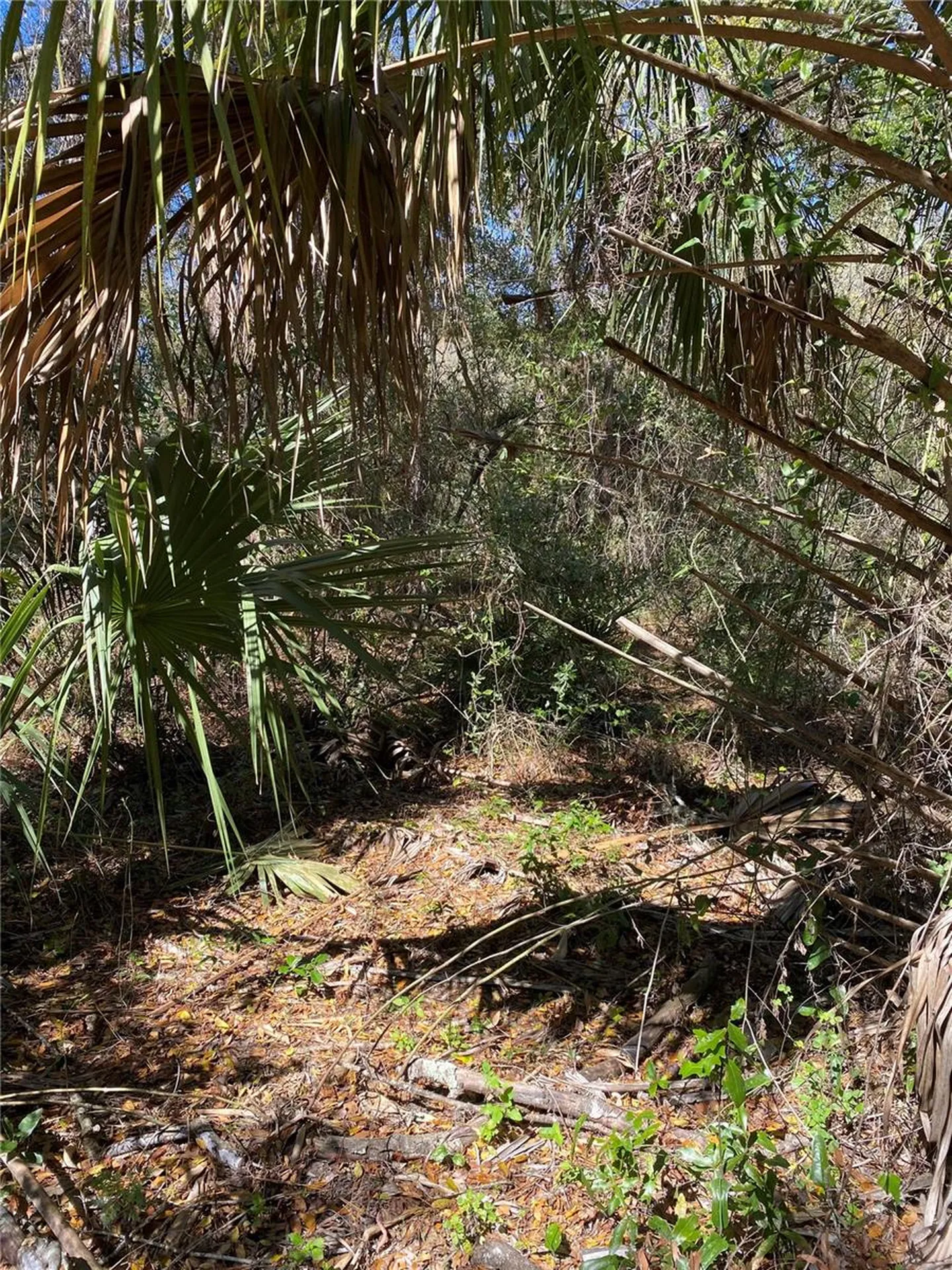 2519 W Plumtree Lane Dunnellon FL 34433
