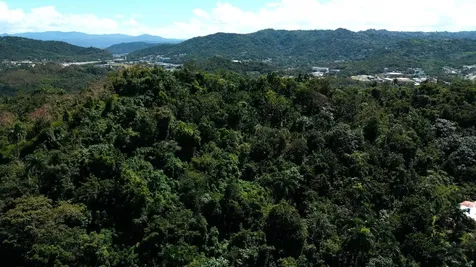 175 Bo San Antonio Caguas PR 00725