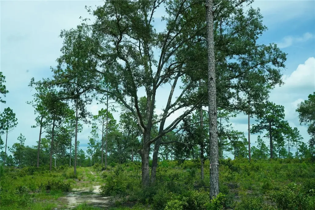 SE State Road 121 Lot C & D Morriston FL 32668