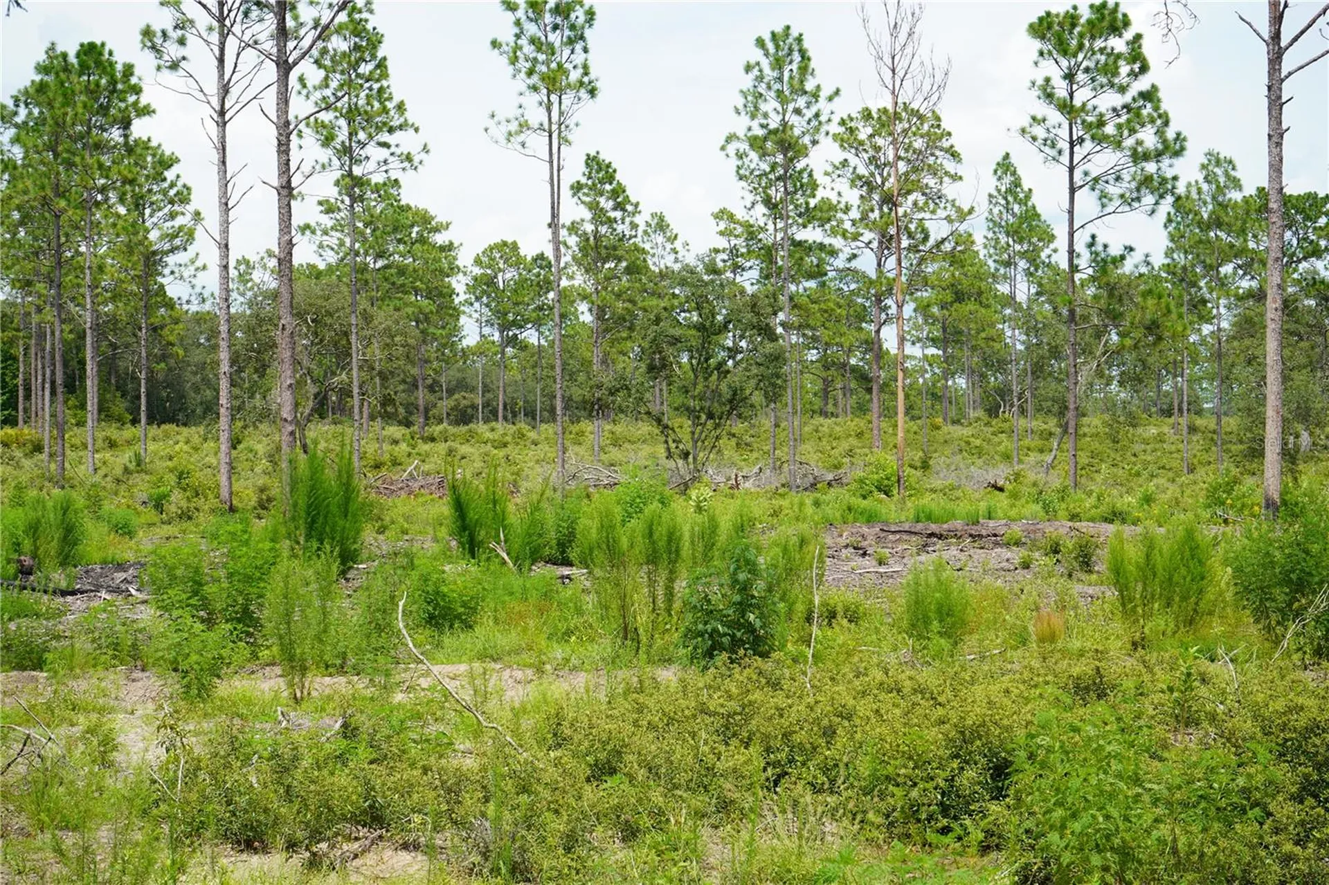 SE State Road 121 Lot C & D Morriston FL 32668