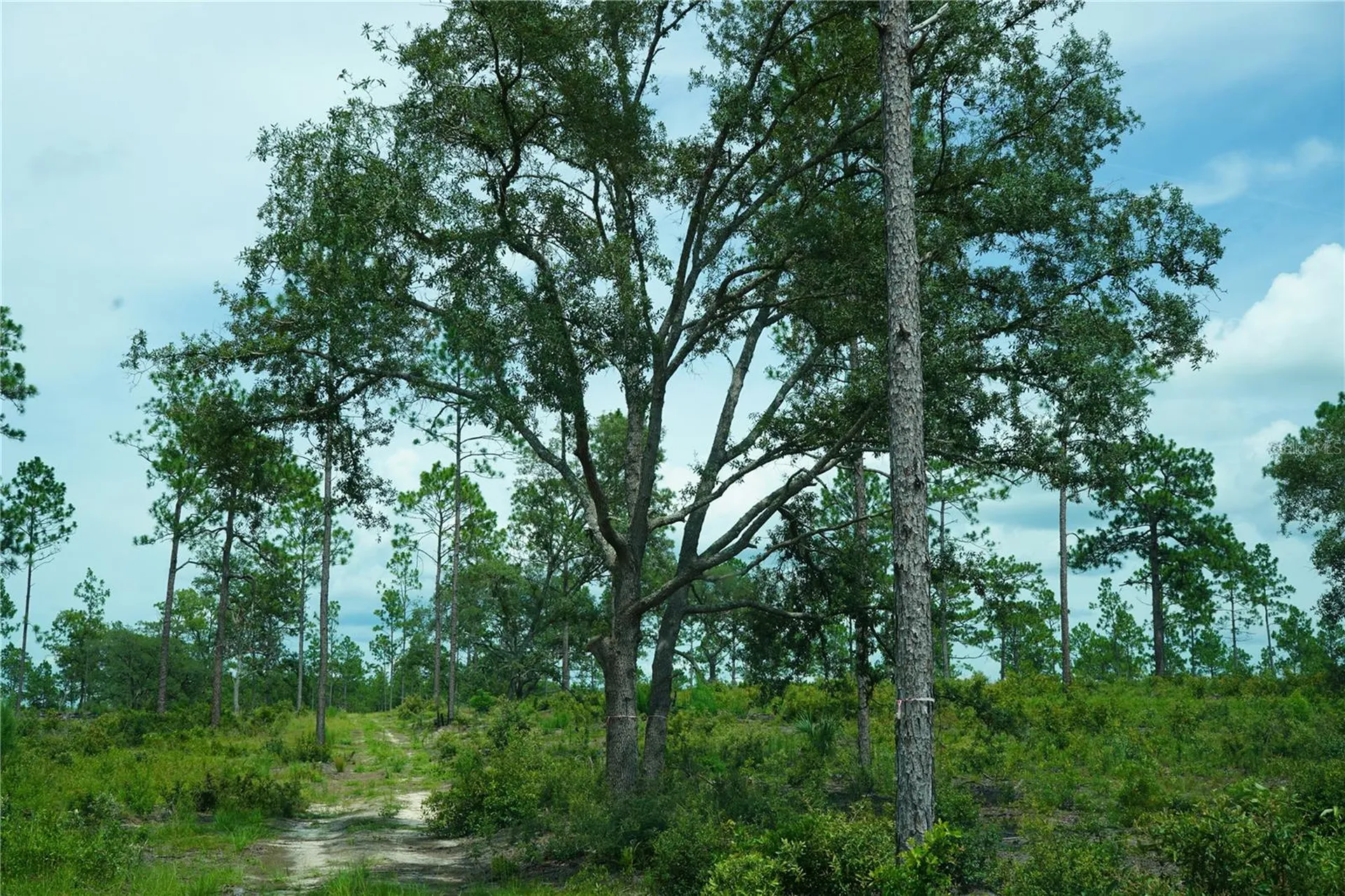SE State Road 121 Lot C & D Morriston FL 32668