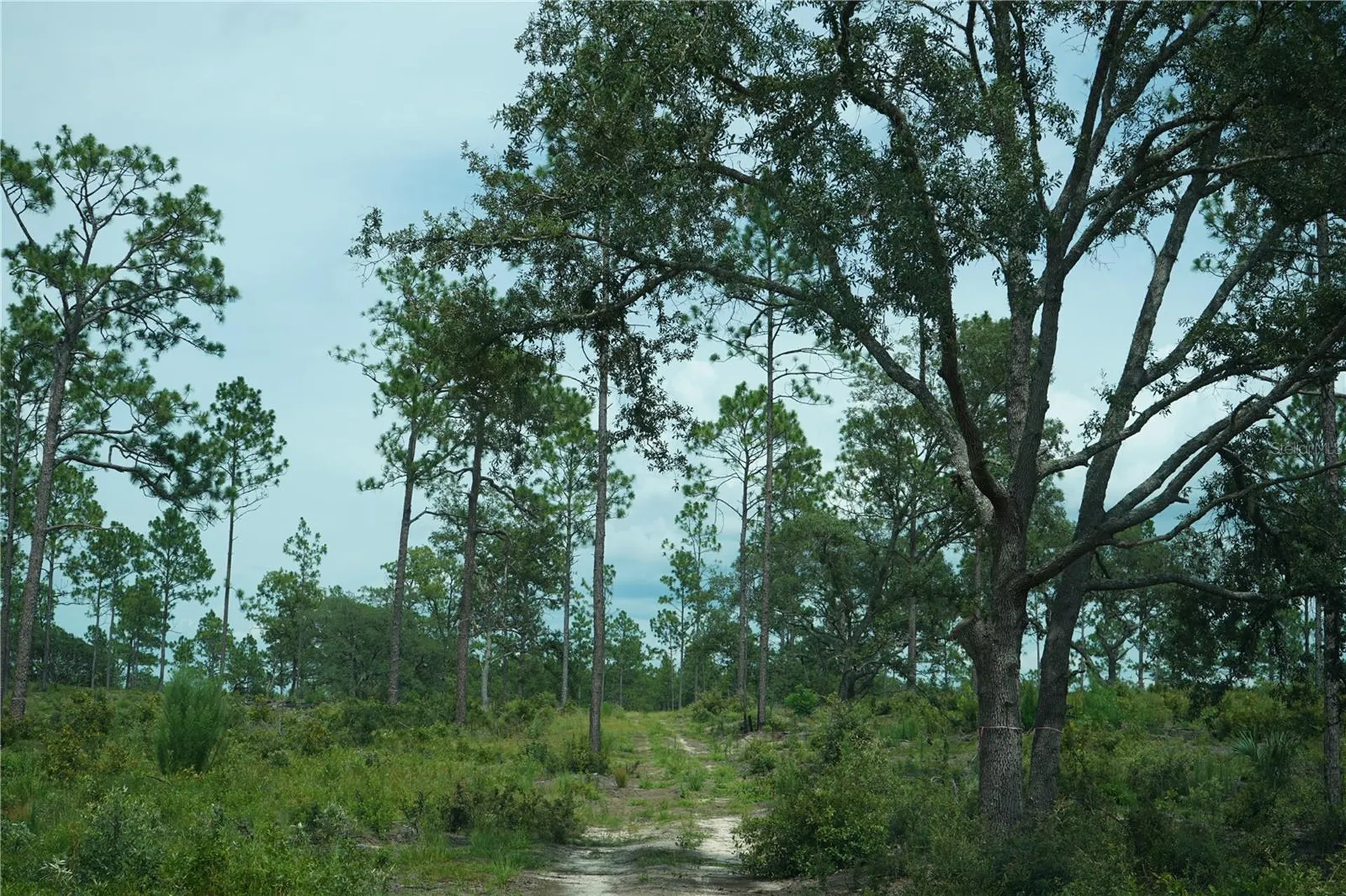 SE State Road 121 Lot C & D Morriston FL 32668