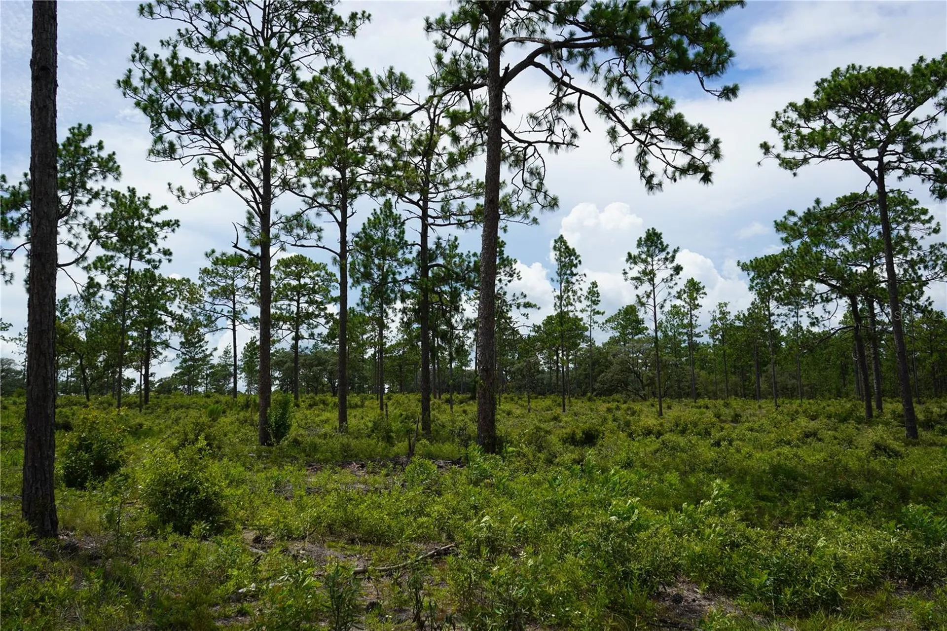 SE State Road 121 Lot C & D Morriston FL 32668