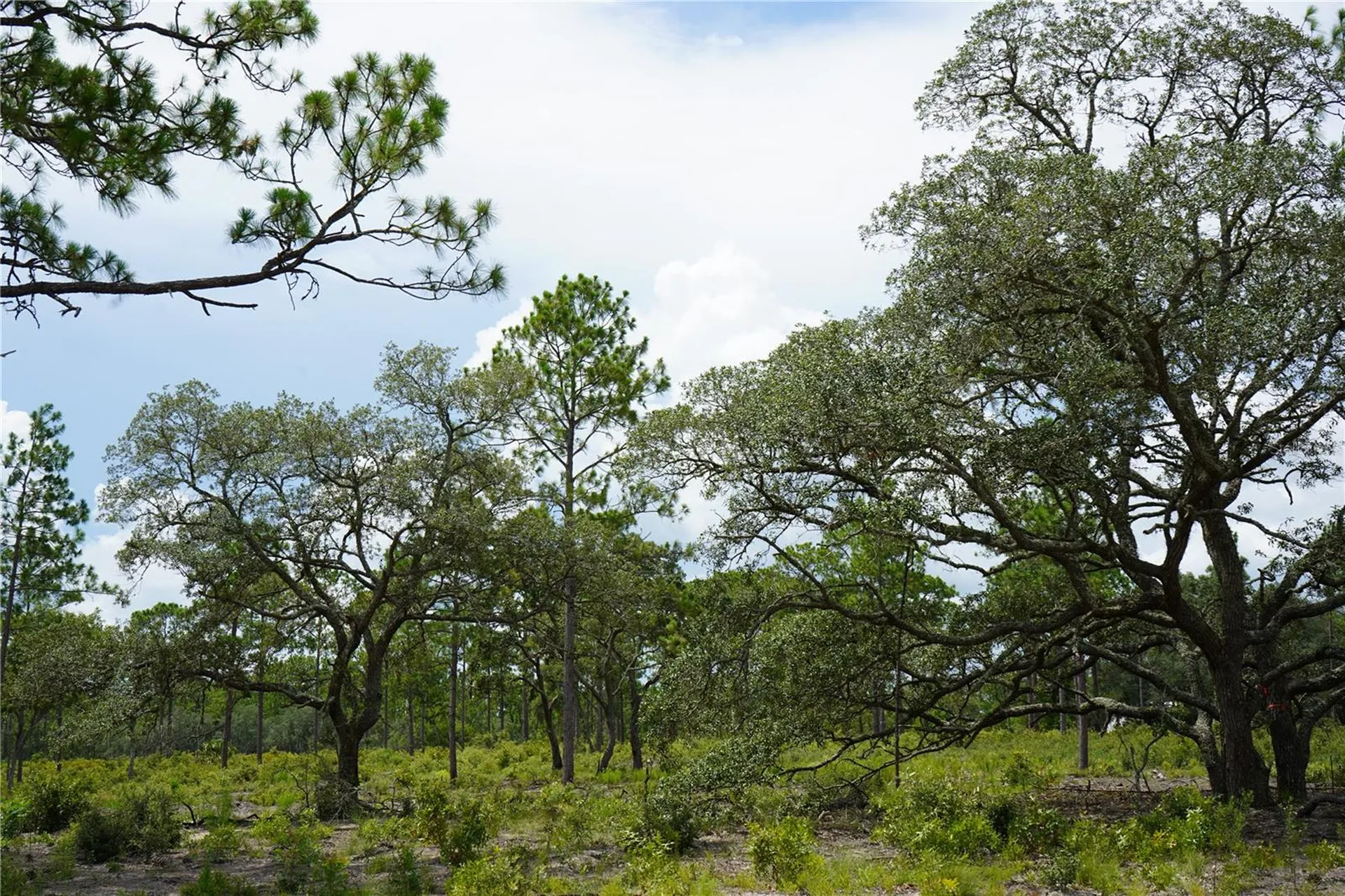 SE State Road 121 Lot C & D Morriston FL 32668