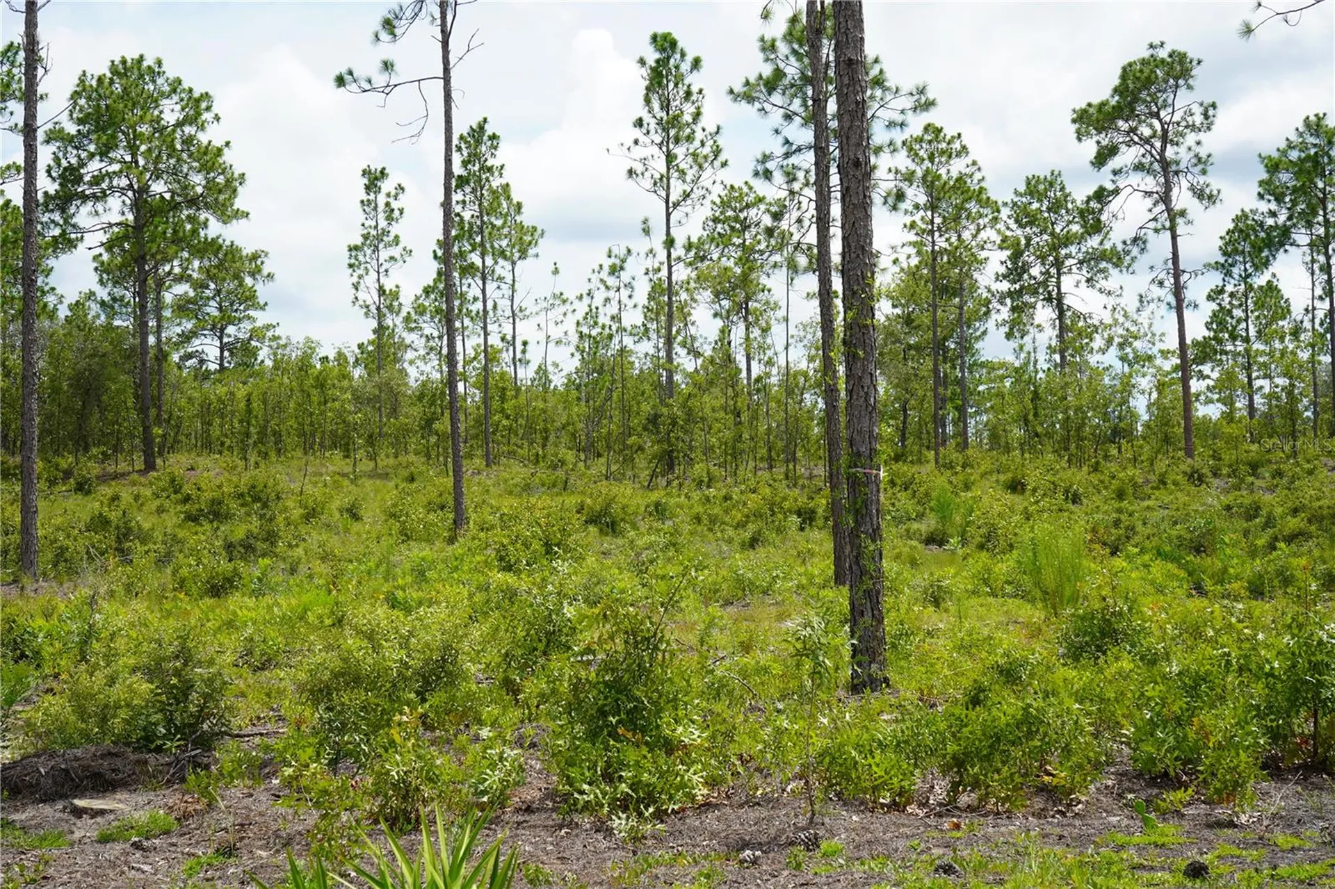 SE State Road 121 Lot C & D Morriston FL 32668