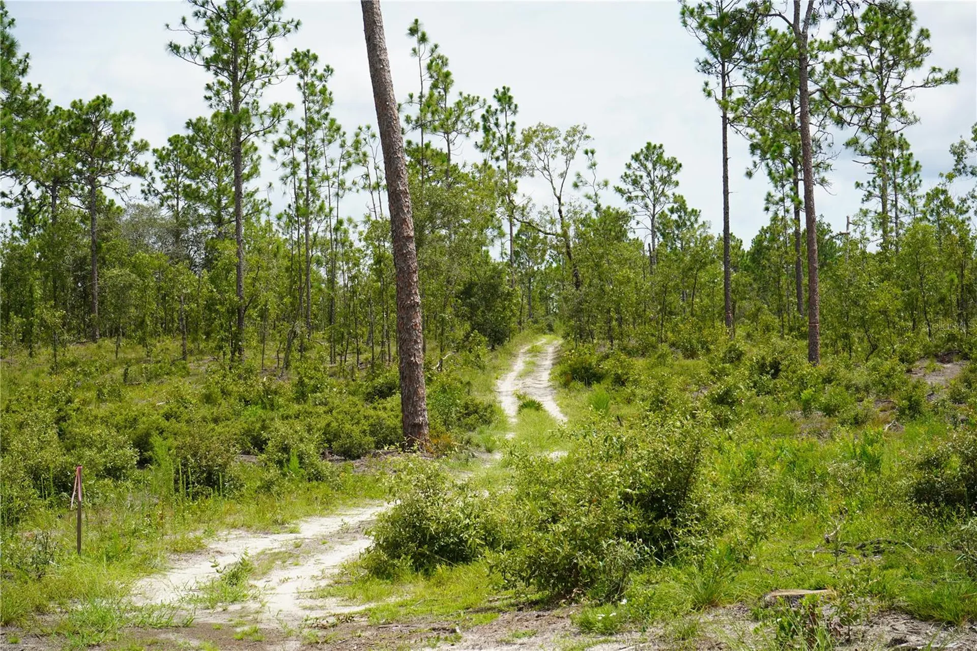 SE State Road 121 Lot C & D Morriston FL 32668