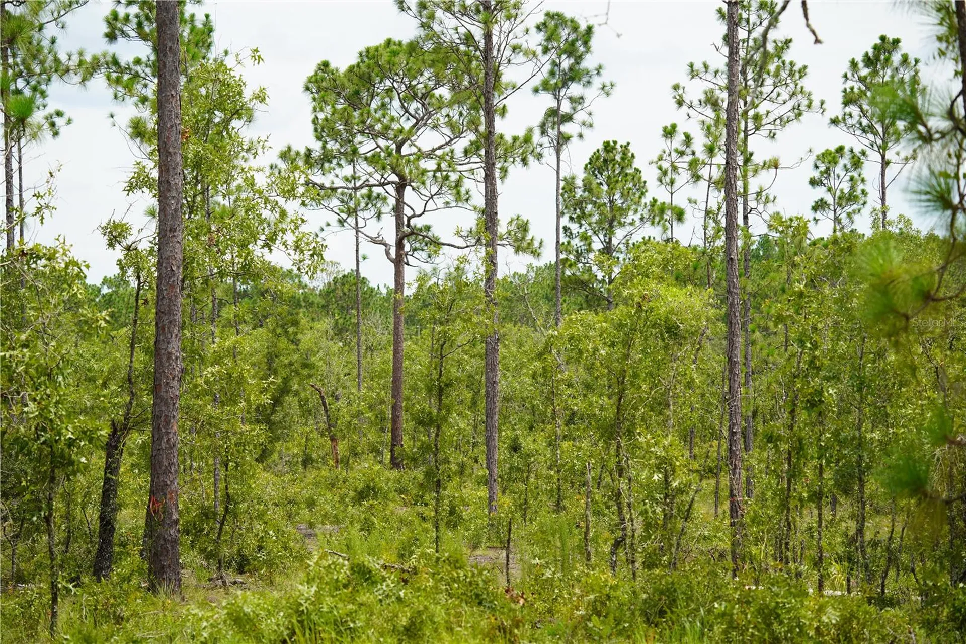 SE State Road 121 Lot C & D Morriston FL 32668