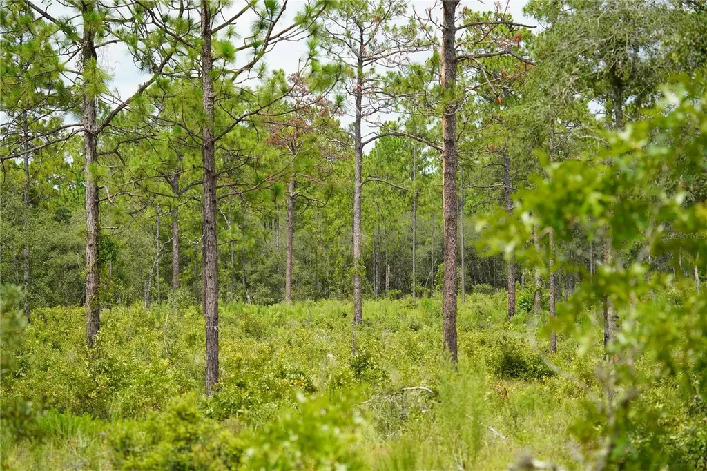 SE State Road 121 Lot A & B Morriston FL 32668