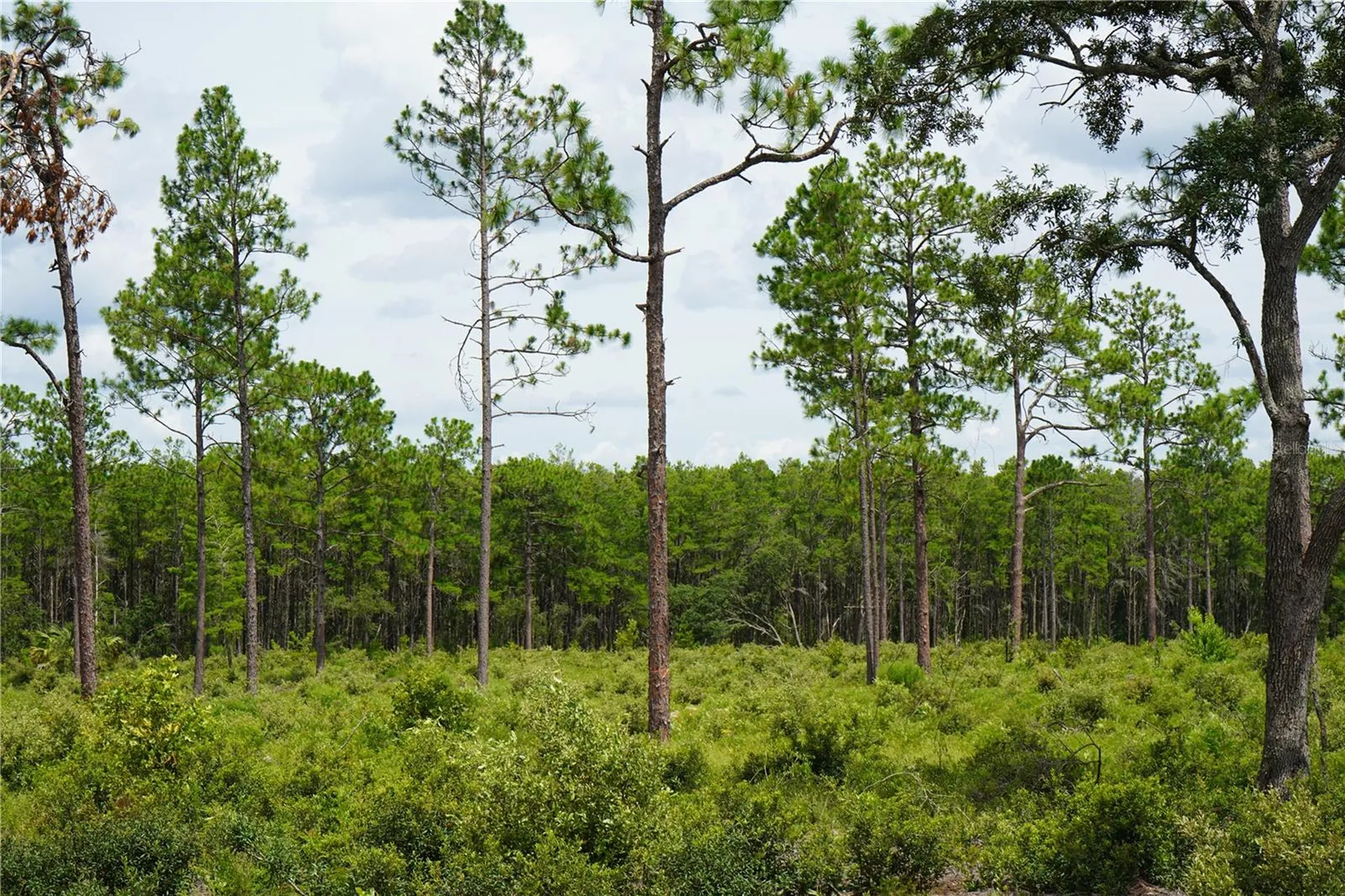 SE State Road 121 Lot A & B Morriston FL 32668