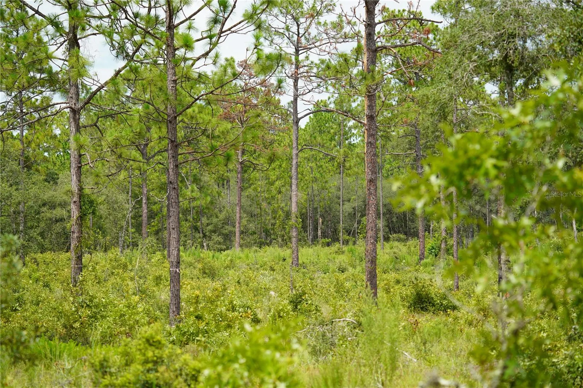 SE State Road 121 Lot A & B Morriston FL 32668