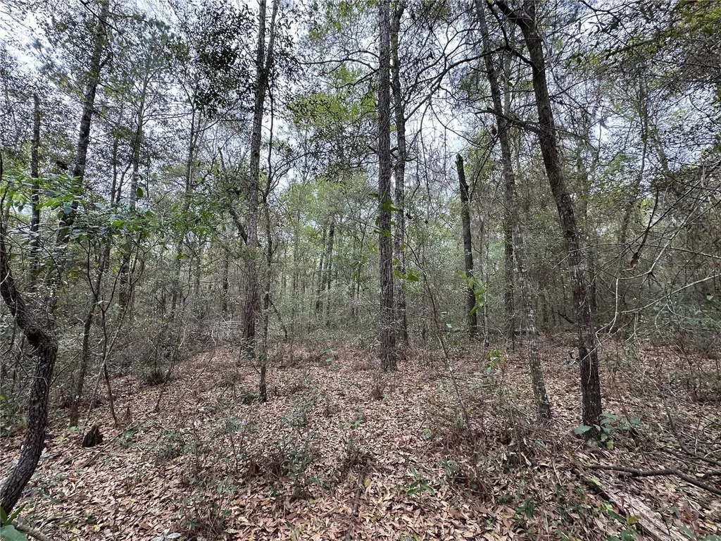 176 NE 155th Court Williston FL 32696