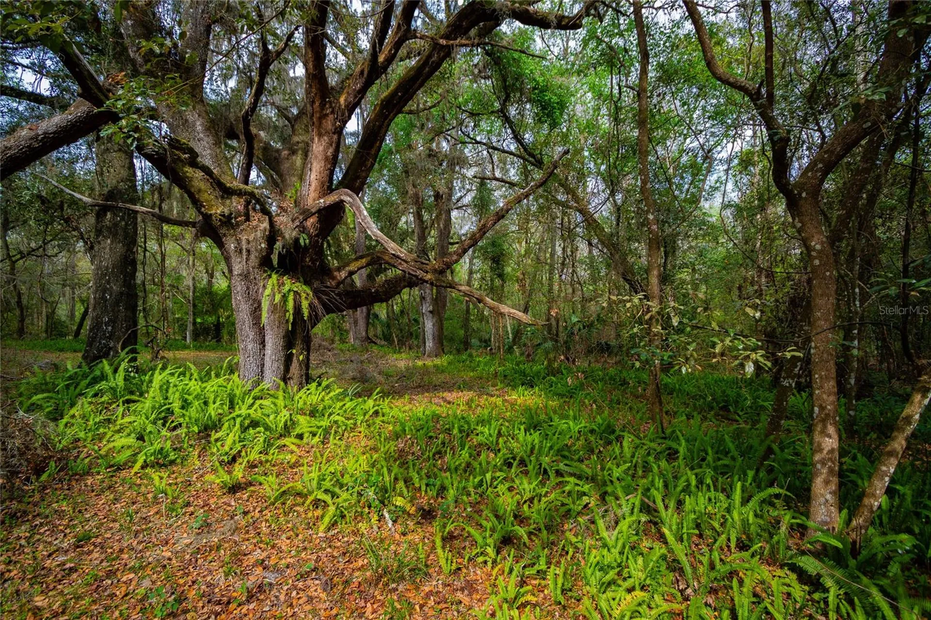 7822 Cr 647 Bushnell FL 33513