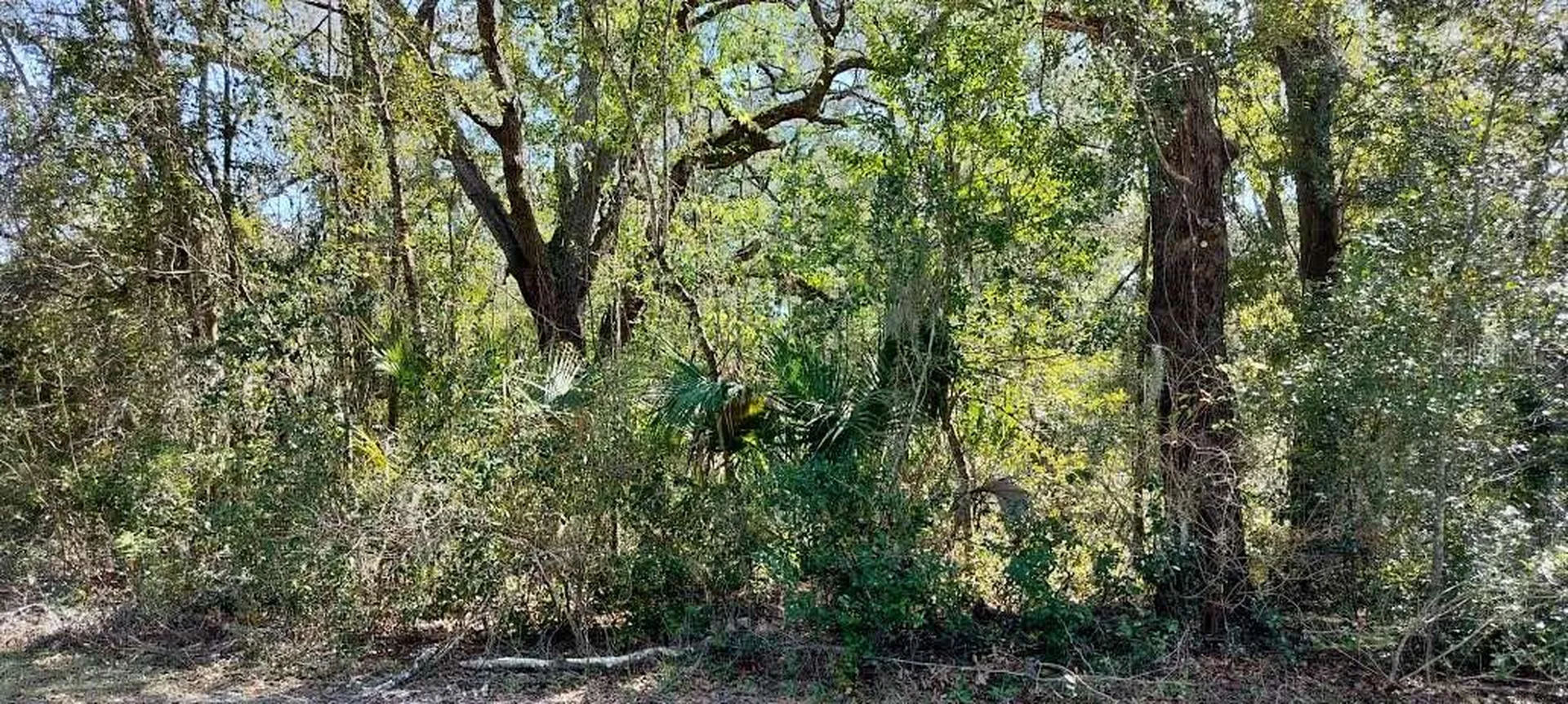 517 S Savary Avenue Inverness FL 34453
