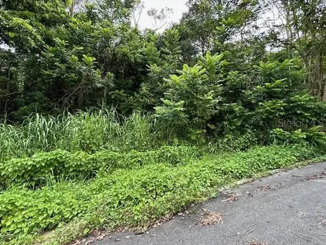 Campo Nuevo-azucena 2 Vega Alta PR 00692