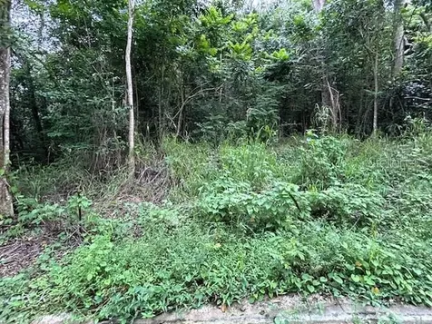 Campo Nuevo-azucena 2 Vega Alta PR 00692