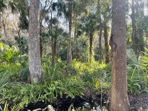 Shady Palm Cove Oviedo FL 32765