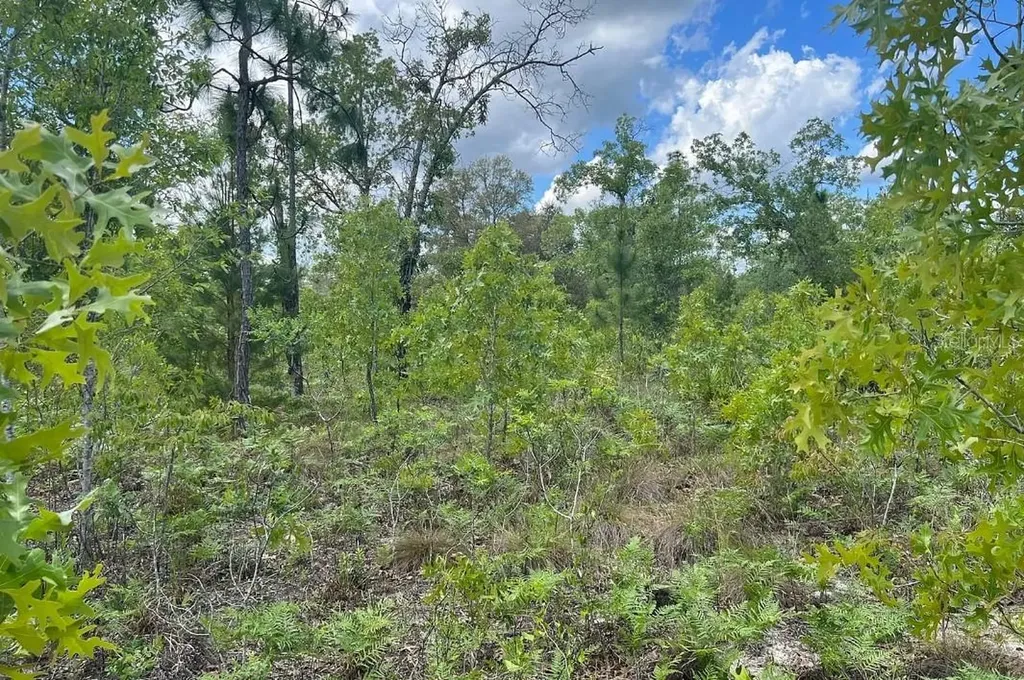 0000 Lady Bug Lane Melrose FL 32666