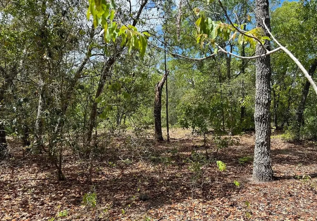 0000 Lady Bug Lane Melrose FL 32666