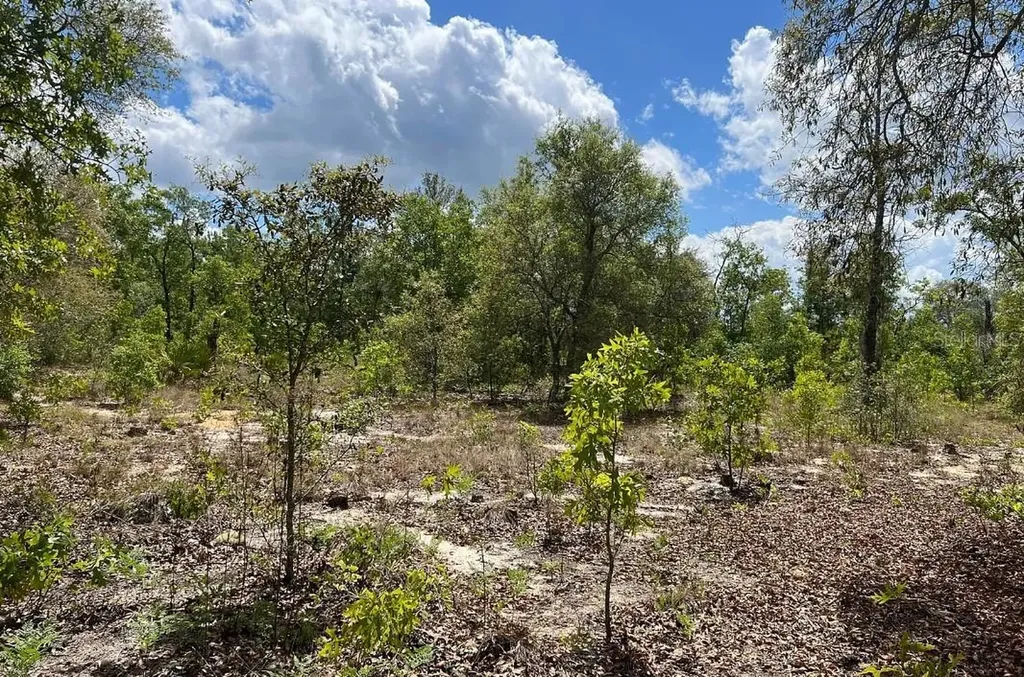 0000 Lady Bug Lane Melrose FL 32666