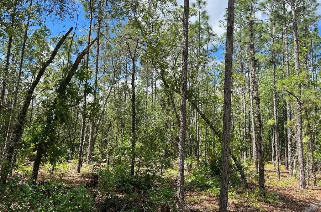 0000 Lady Bug Lane Melrose FL 32666