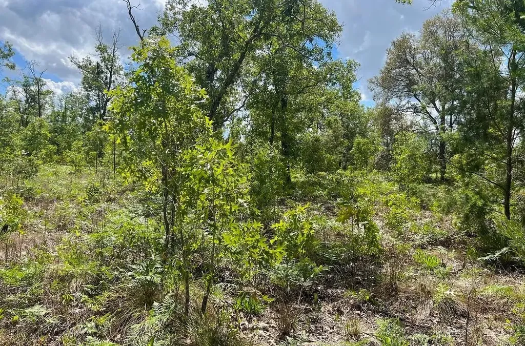 0000 Lady Bug Lane Melrose FL 32666