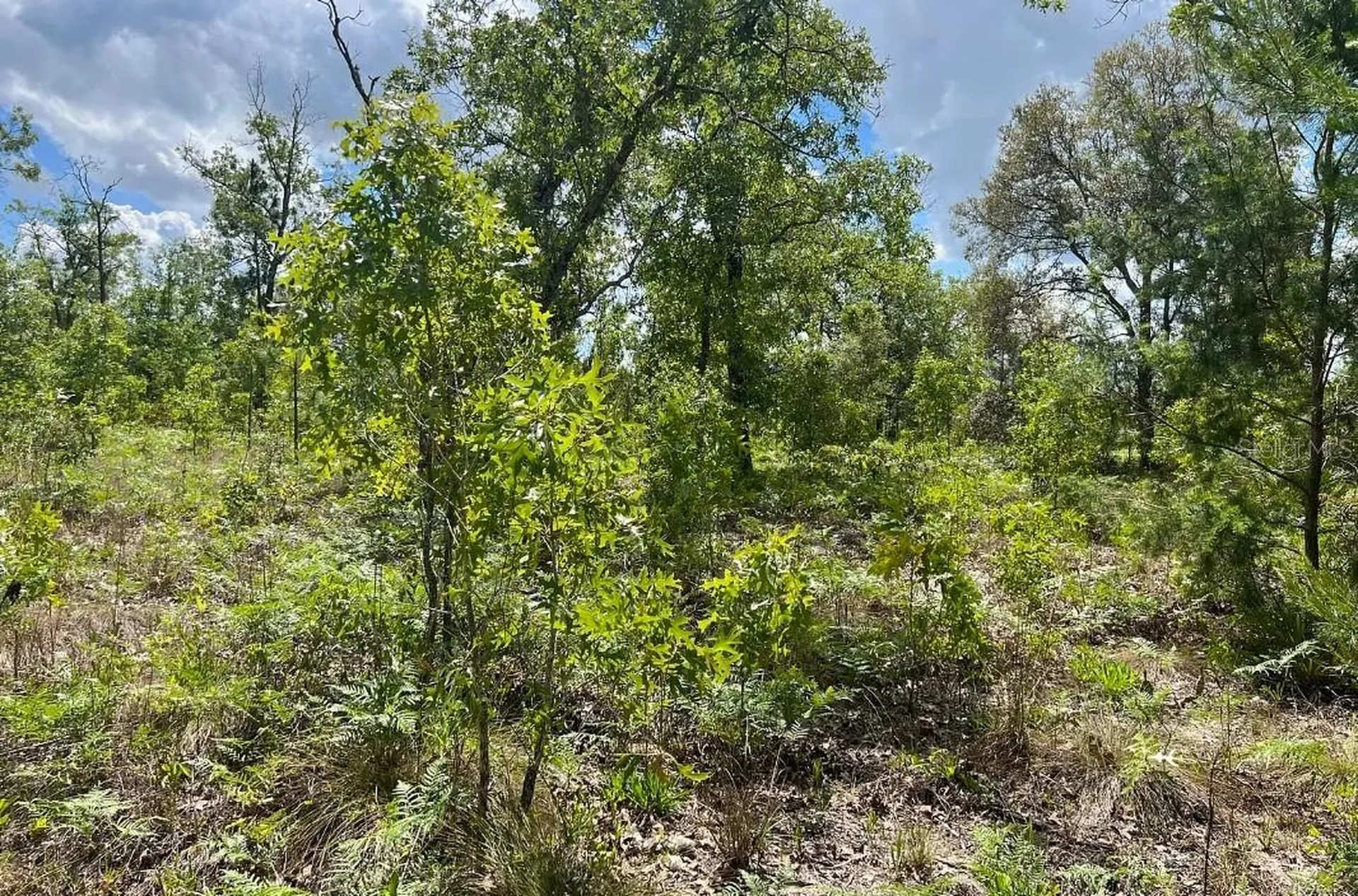 0000 Lady Bug Lane Melrose FL 32666