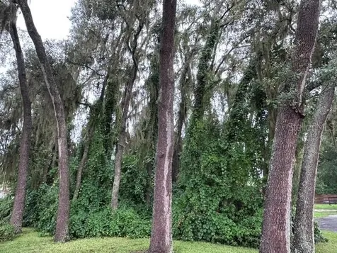 444 Quail Street Lady Lake FL 32159