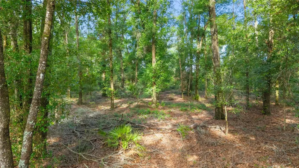 6679 NW 27th Place Bell FL 32619