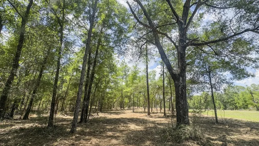 Tbd NE 75th Street Williston FL 32696