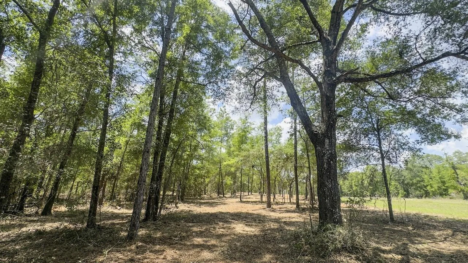 Tbd NE 75th Street Williston FL 32696