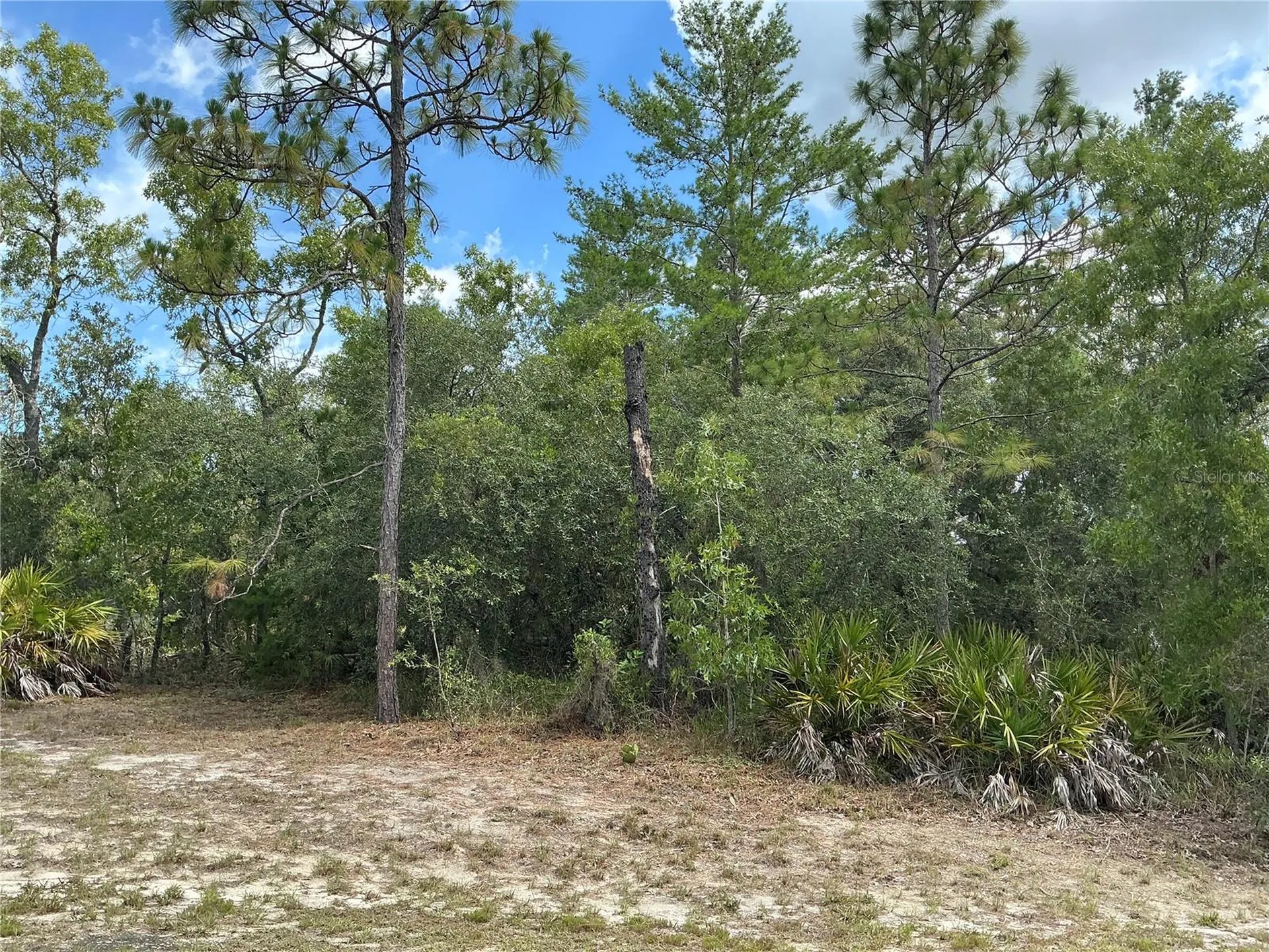 Persimmon Avenue Weeki Wachee FL 34614