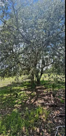 562 Libby Road Babson Park FL 33827