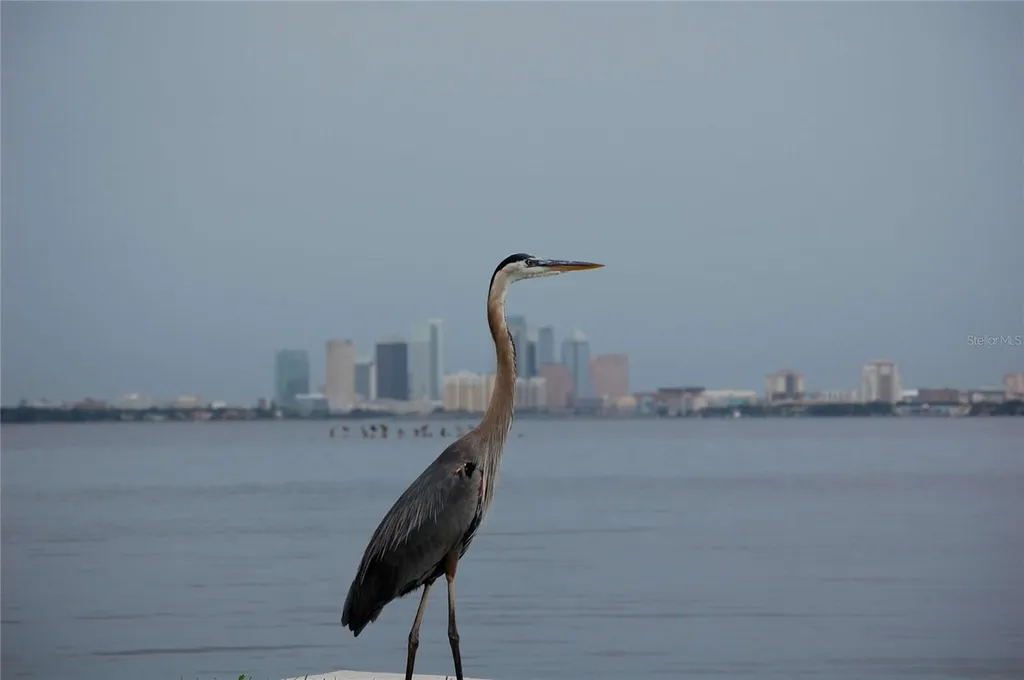 4950 Bayshore Boulevard Tampa FL 33611